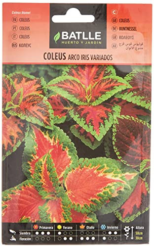 Semillas Batlle Coleus Arco Iris variado