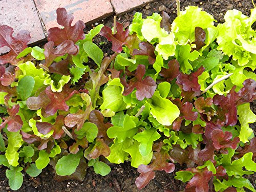 Graines de Mesclun salades en mélanges chicorée laitue roquette... 3 grammes