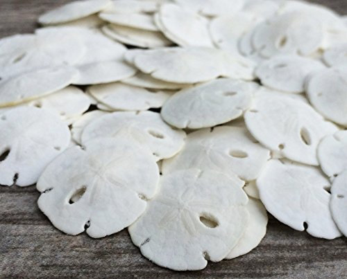 Nautical Crush Trading Sand Dollar | Real Natural Sand Dollars Under 1 Inch (Set Of 50) | Small White Sand Dollar Shells For Weddings And Craft| Plus Free Nautical Ebook By Joseph Rains
