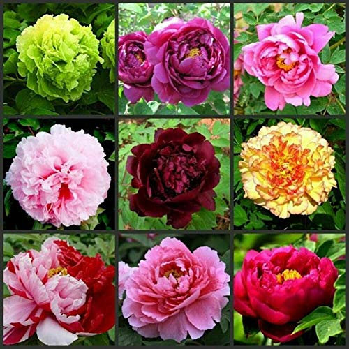 UK CELTD 20 x Mixed Colour Double Peony Seeds Garden