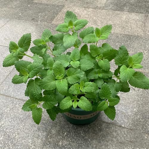 semi di melissa d'appartamento esotiche giardino roccioso rare 1000pcs