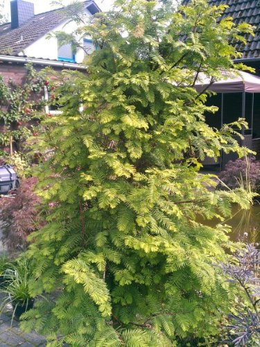 Urwelt Mammutbaum Metasequoia glyptostroboides 80-100 cm hoch im 5 Liter Pflanzcontainer