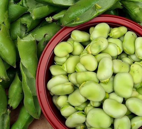 15 Bison Broad Bean Seeds – Vicia faba – Long 20 cm Pods, Excellent Flavour – Fava Bean Vegetable – Free Plant Tag