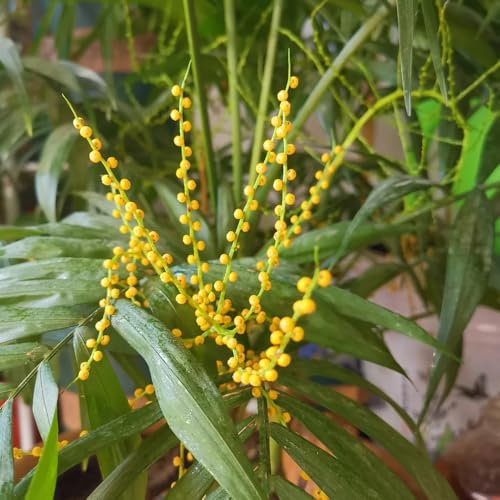 goldfruchtpalme samen, balkon, stauden winterharte pflanzen für garten, pflanzen winterhart zimmerpflanze, exotische pflanzen samen bonsai samen, bodendecker winterhart mehrjährig 50pcs