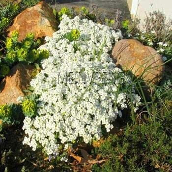 Kriechende Thymian-Blumensamen für den Garten, weiße Samen, 100 Stück