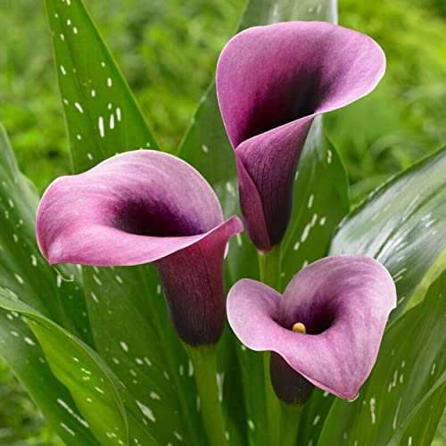 Garden State Bulb Purple Accent Calla Lily Flower Bulbs, 14/16cm, Spring Planting (Bag of 15)