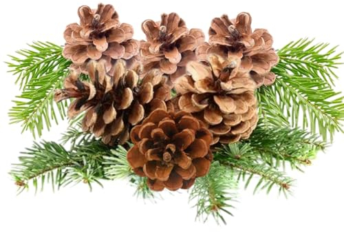Qiundar Weihnachten Tannenzapfen 36pcs Naturzapfen Kiefernzapfen Hängende Tannenzapfen für Weihnachtsbaum, Party, Hängende Dekoration, Basteln,Schneewittchen
