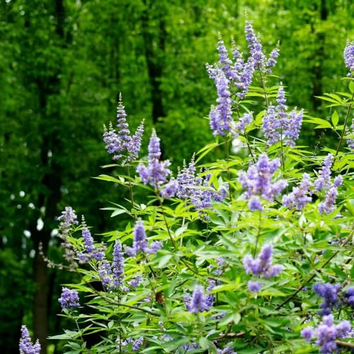 150 pcs schmetterlingsflieder samen sommerflieder blumensamen geschenk Buddleia dreifarbiger, dekopflanzen winterharte stauden mehrjährig nachhaltige produkte gartenpflanzen danke