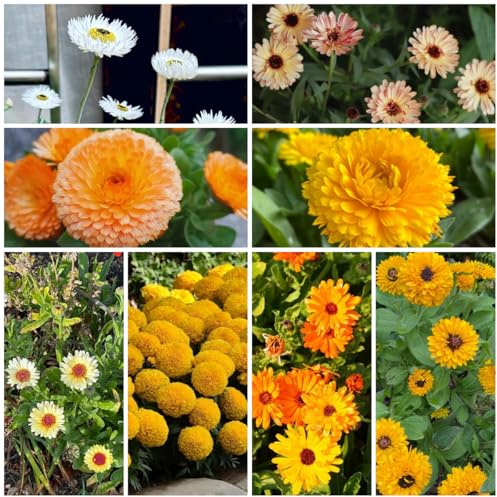 semi di calendula biologici, calendula Decorazione da giardino per esterno, balcone rustiche per giardino, decorazione Balcone, 300pcs