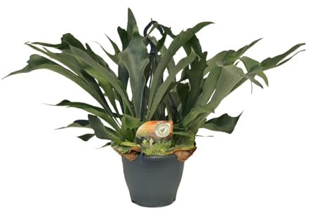 Platycerium bifurcatum - 40-50cm - Ø21cm - Plante d'intérieur - Vert persistant