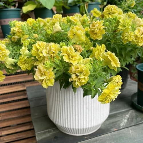 semi di petunia, petunie pendenti decorazione floreale organica per balcone petunie di esotici selvatici balconeto in vaso ornamentali per luoghi 200semi