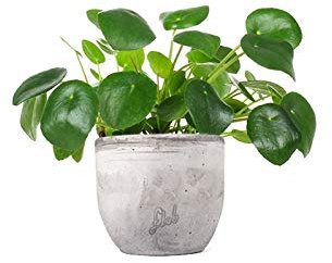 Pilea Pianta delle Monete, Altezza 25 cm, Pianta Vera, Pianta da Interno, Vaso Artigianale in Cemento