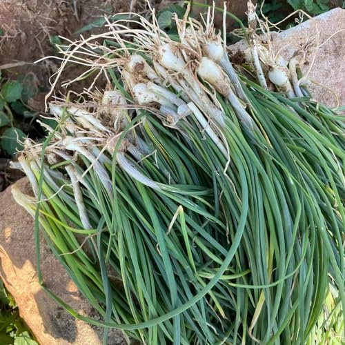 Aglio Orsino semi giardino estate selvaggio, autunno, perenne cucina giardino 250pcs