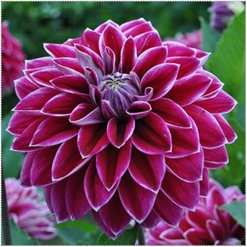 Dalias Tubérculos resistentes - Dalias Rizoma Adaptable a Climas Variados - Ideal para plantar -2Tubérculos-D