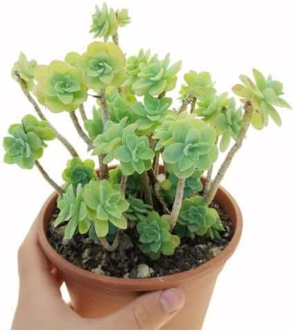 Pianta grassa succulenta da Esterno Interno con Vaso (SEDUM PALMERI)