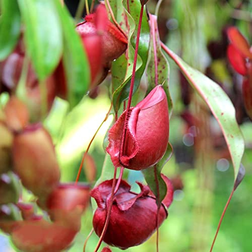 nepenthes - carnivora da giardino resistente Carnivoro resistenti per giardini rocciosi semi di tappezzanti resistenti in vaso verdi, da appartamento in 300semi