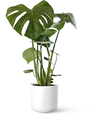 Monstera Deliciosa o Costilla de Adán | Planta natural de interior estilo tropical disponible en 3 alturas diferentes | April Plants (Alt. 65-75 cm | 21ø)