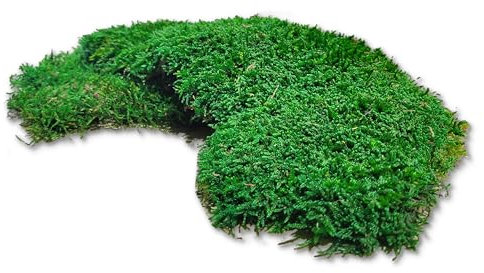 sphagnum-shop.com Plattenmoos konserviert für Moosbilder Dekomoos Premium Qualität Grün 200g