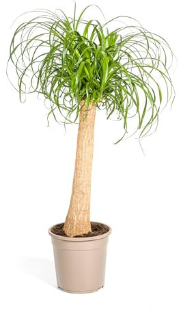 Beaucarnea Recurvata Tige - 80-100cm - Ø24cm - Plante d'intérieur - Vert persistant