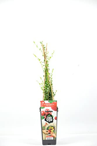 Arandano rojo (maceta 2 litros) - Arbusto frutal vivo