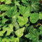 Efeu - Hedera Helix - Efeuranke als Sichtschutz oder Bodendecker - Kletterpflanze für Garten, Teich und Vorgarten - Efeublätter winterfest und immergrün - Pflanzen in Top Qualität von Garten