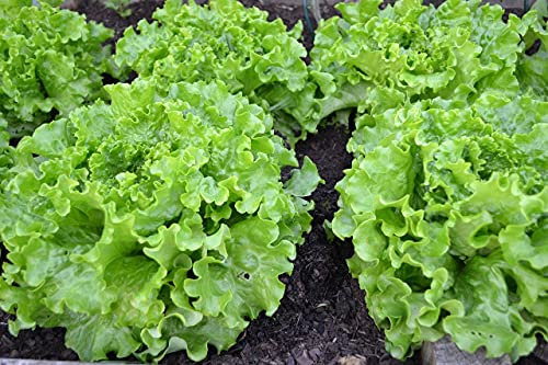 Lot de 500 Graines de Laitue Pierre Benite - Variété Ancienne et Frisée - Résistante aux Températures - Riche - Facile à Cultivée - 100% Naturelle - Garantie Germination - 100% Reproductibles