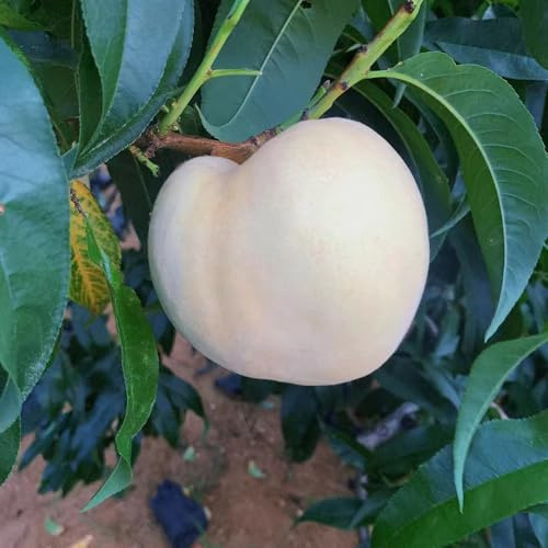 25 piezas Semillas de balcón de melocotonero - bonsái interior bonsái resistentes al invierno para balcones, nectarina resistente, jardin