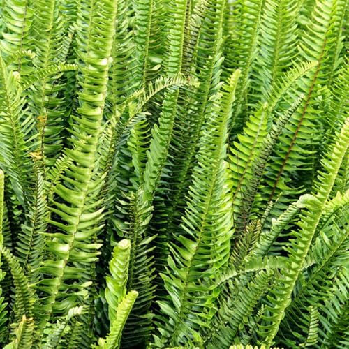 schwertfarn zimmerpflanze samen - kletterpflanzen winterhart, wilder wein winterhart schwertfarn im topf samen, geschenke für gartenfreunde, kräuterbeet winterharte pflanzen für 400pcs