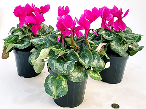 POWERS TO FLOWERS - CICLAMINO A FIORE GRANDE VIOLA, CICLAMINO DA BALCONE, 3 PIANTE, VASO 14CM Diametro, piante vere