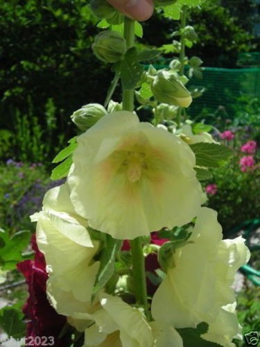 20 Semi Malvarosa Russi, Alcea Rugosa, Limone/Giallo, Singolo Fiorito