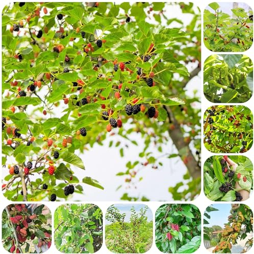 morera resistente - semillas Plantas en maceta resistentes al aire libre árboles de jardín resistentes, decoración de plantas de morera semillas de frutos columnares planta de balcón 750pcs