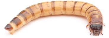 Zophobas lebend 500 g | Lebendfutter | Futterinsekten | Reptilienfutter | Igelfutter