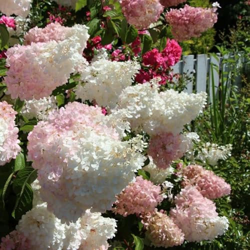 80 pcs Rispenhortensie Samen, blumen winterharte pflanzen Rispenhortensien - Hydrangea Paniculata - balkonpflanzen alte sorten saatgut blumen gartenpflanzen garten pflanzen blumen