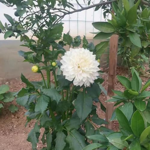 bulbos de dalia bulbos temprana para balcones, perennes resistentes de balcón resistentes - raras - 6pcs