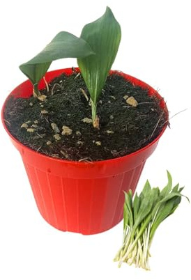 P. Piantine da Orto | Aglio Orsino, Pianta in Vaso Diametro 14 cm, Pianta Pronta per il Trapianto, Pianta Vera da Esterno, Piantina Aromatica per Balcone o Terrazzo, Vivaio Italiano