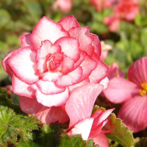 Begonie Bouton de Rose | 3 Stück | Knolle | Topfpflanze | Geeignet für Kübel | Rosa | 100% Blütegarantie | QFB Gardening