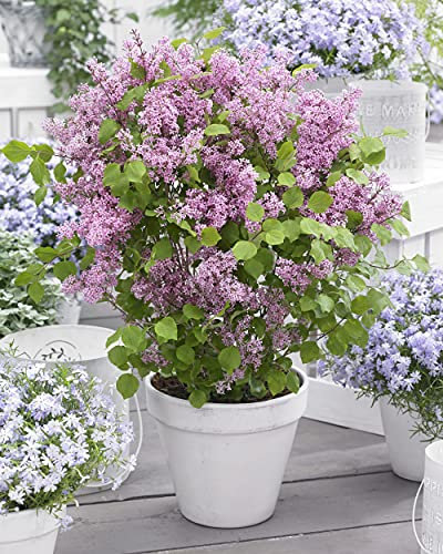 Suttons Syringa meyeri, Dwarf Lilac, Flowerfesta® Pink, Hardy Shrub, Highly Fragrant, 1 x 3 Litre Potted Plant