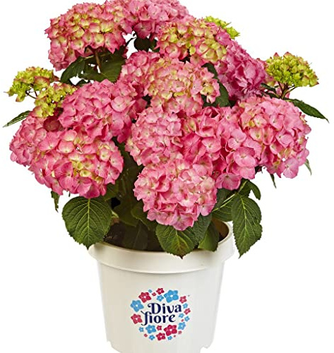 Hydrangea Rosa - Hortensia - Planta Natural para el Interior de la Casa