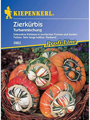 Cucurbita pepo Zierkürbis Turbanmischung