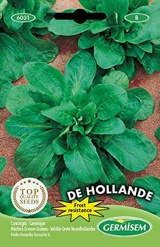 Germisem graines Mâche à grosses graines de Hollande EC6031 Multicolore