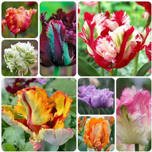 tulpenzwiebeln winterhart mehrjährig, bodendecker winterhart mehrjährig tulpen zwiebeln, winterharte pflanzen für garten, balkonblumen herbstpflanzen winterhart blühend flowers 2pcs