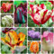 tulpenzwiebeln winterhart mehrjährig, bodendecker winterhart mehrjährig tulpen zwiebeln, winterharte pflanzen für garten, balkonblumen herbstpflanzen winterhart blühend flowers 2pcs