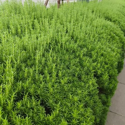 Semi di rosmarino, semi di da cucina vecchie varietà regali per gli amanti del giardino giardino balcone selvatiche esotiche 500pcs