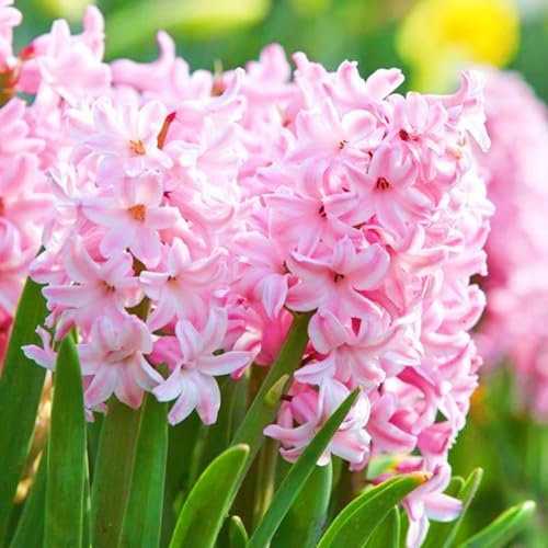 Hyazinthenzwiebel Winterhart MehrjäHrig,Hyazinthe Kaufen,Hyazinthen Hyazinthen Rhizome Hyazinthen Pflanzen Winterhart,Gärten Geschenk bereit MehrjäHrige Knollenpflanze Im Topf Pflanzen-2zwiebeln-a