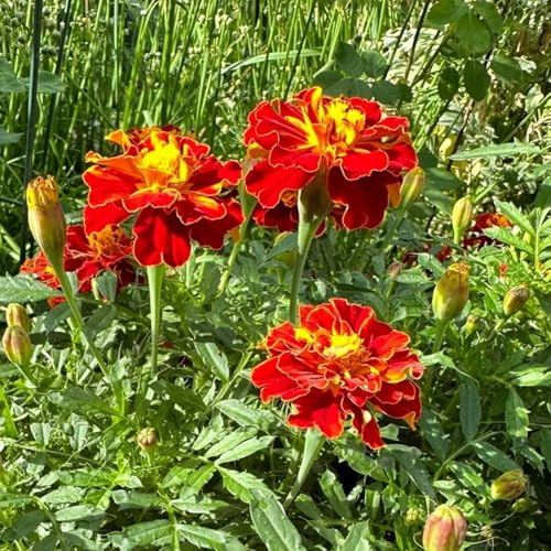 tagetes frühlingsblumen gartendeko für draußen dachbegrünung schnittblumen blumensaat frühblüher büropflanzen sommerblumen schmetterlingsflieder blumenstauden winterhart bodendecker 500samen
