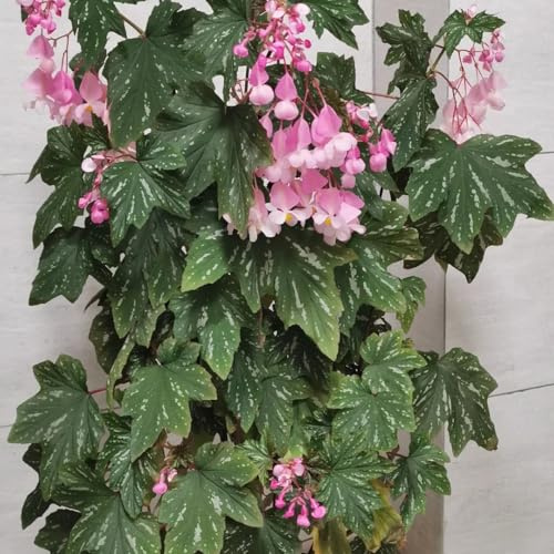 semillas de begonia raras balcón Begonia trucha jardineros variedades antiguas orgánicas decoración de sala estar invernaderos balcón lugares soleados 800pcs
