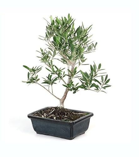 Bonsái de Interior y Exterior Árbol de Olivo Olea Europaea Bonsái Olivo