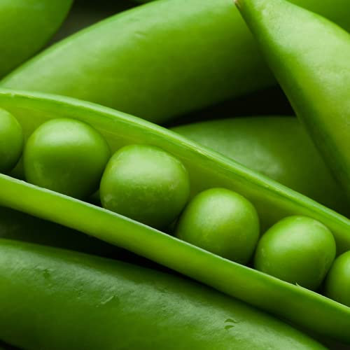 Pea - Douce Provence Seeds - 100 Seeds
