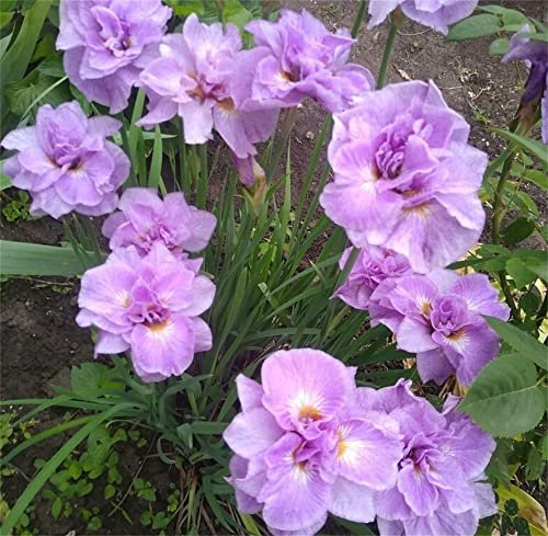 Iris germanica |Collezione di Doppio fiore | piante a radice nuda | Iris Misti | iris perenne | perenni resistenti all'inverno
