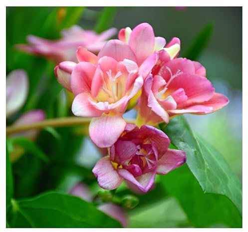 10x Freesia Double Pink Summer Flowering Bulbs Colourful Garden Plant Corms Wedding Fragrant Cut Flowers Size 5/6